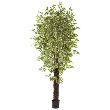 7.5ft  Variegated Ficus Silk Tree
