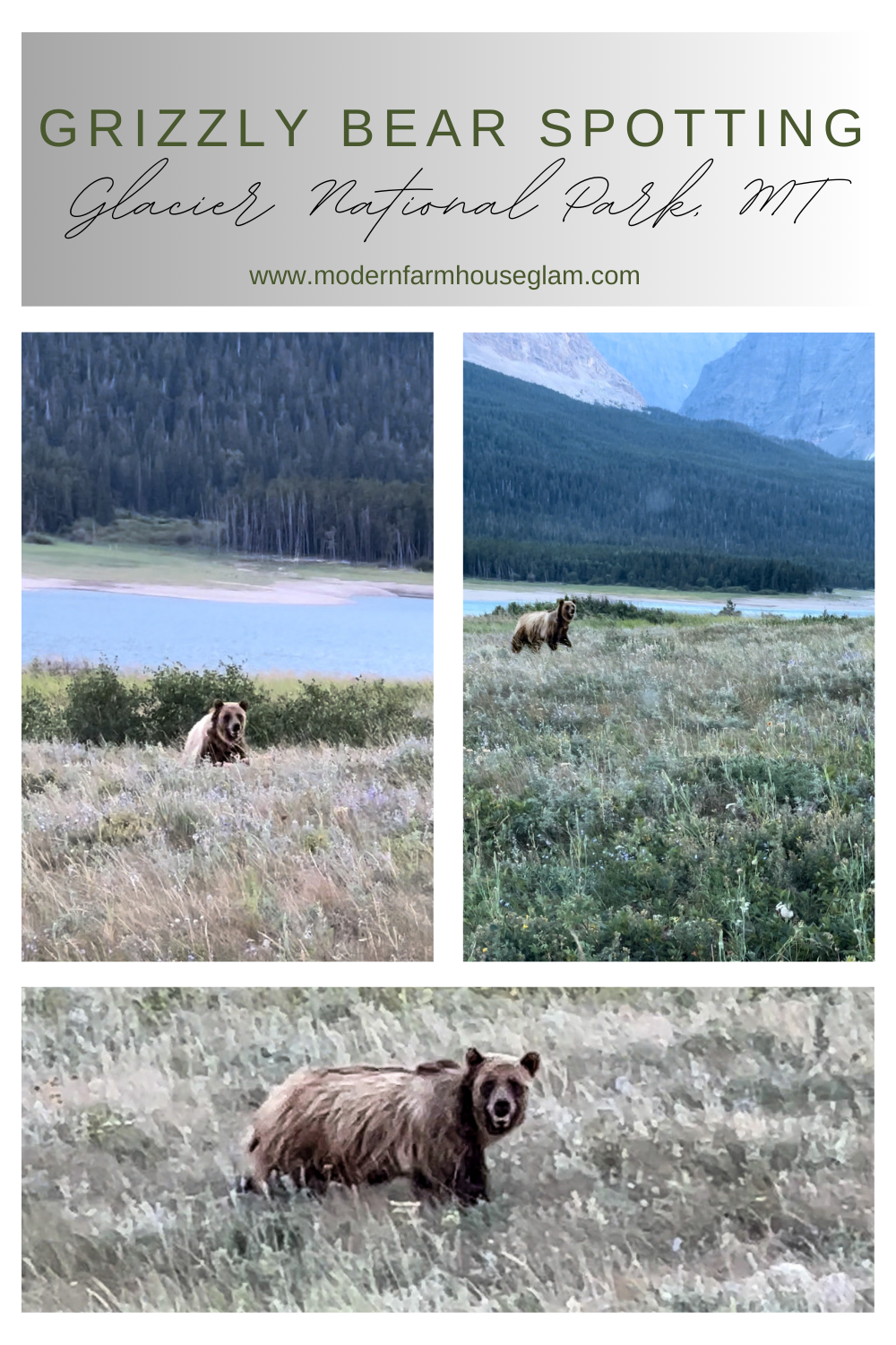Our Grizzly Bear Sighting in Glacier National Park, MT