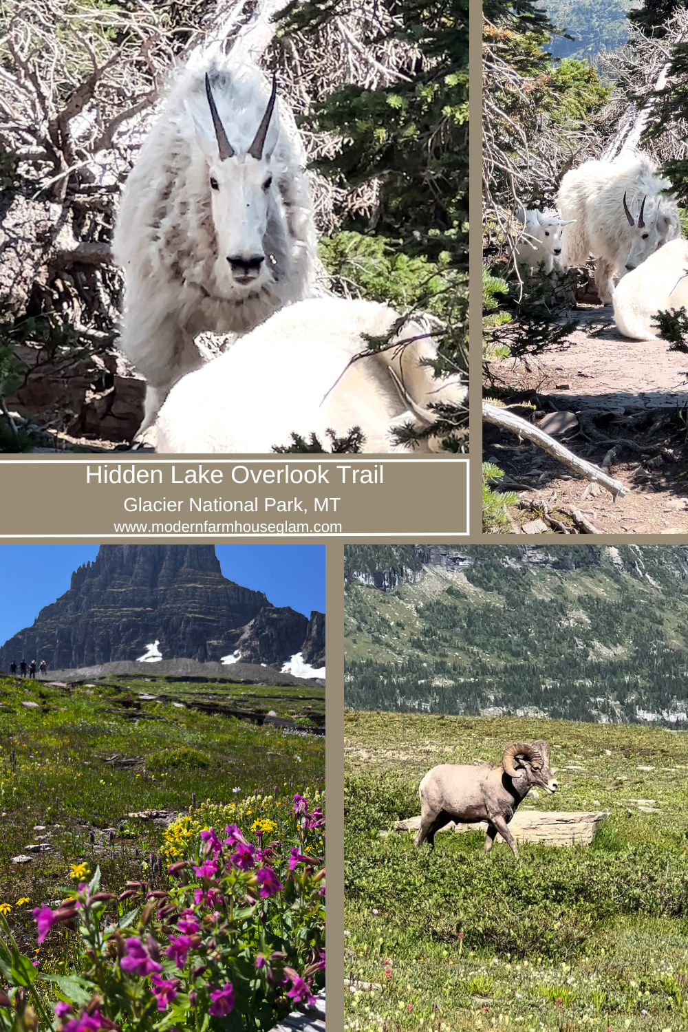 We saw mountain goats and big horned sheep on the gorgeous Hidden Lake Overlook Trail, Glacier National Park
