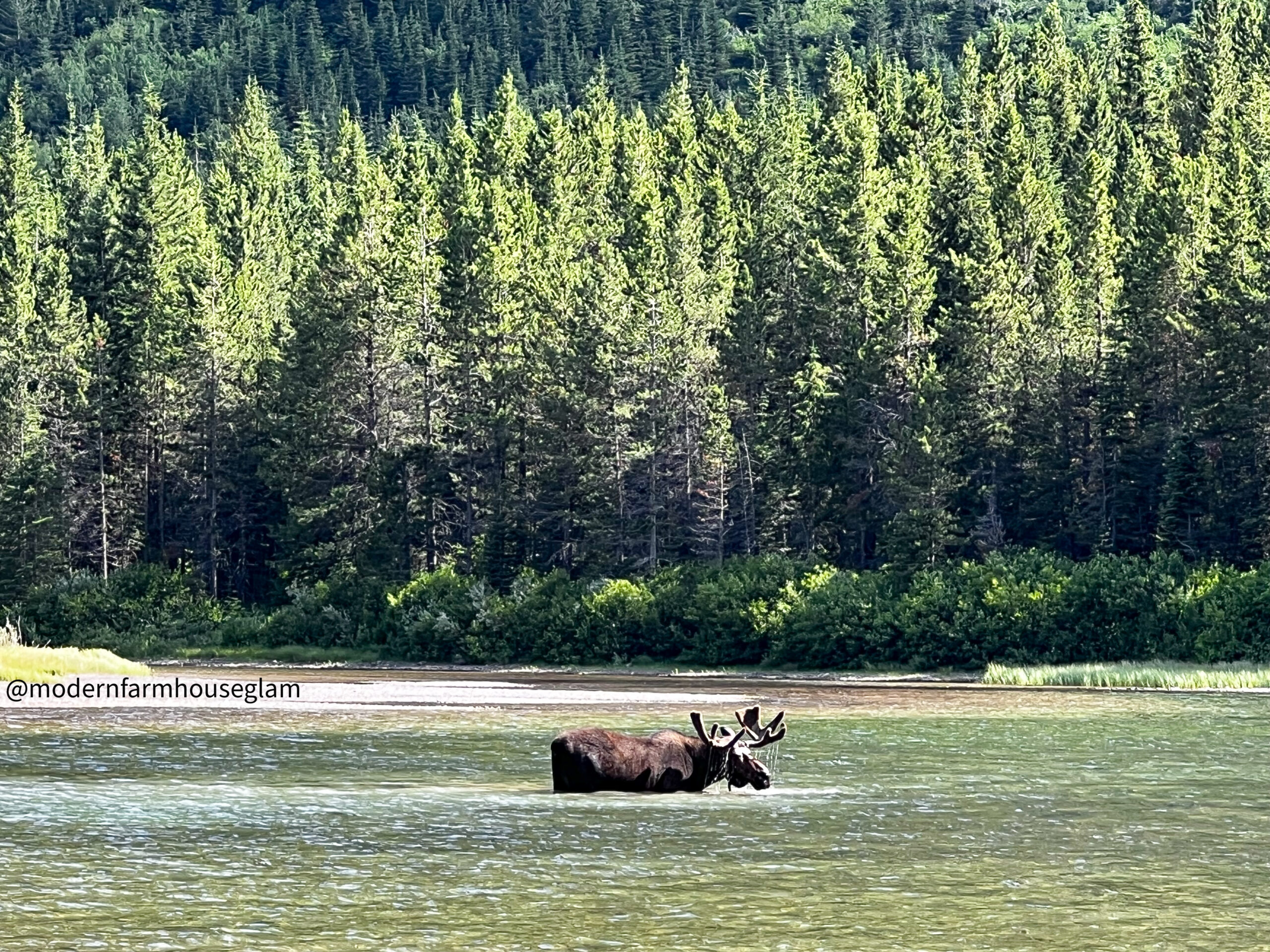 Moose we saw in Fischer Cap Lake