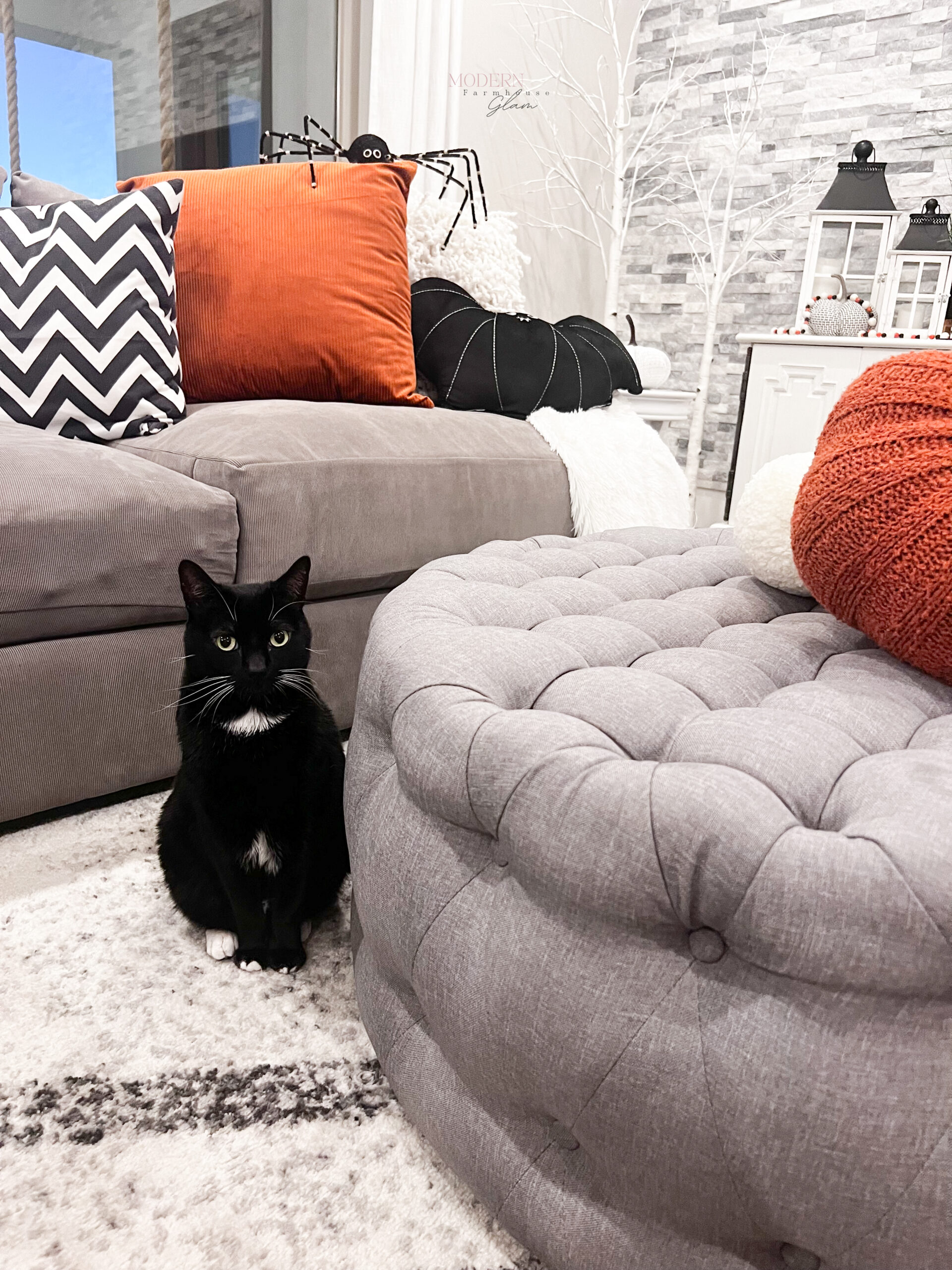 It's Oreo's time to shine! He's the cutest Halloween kitty, don't you think?