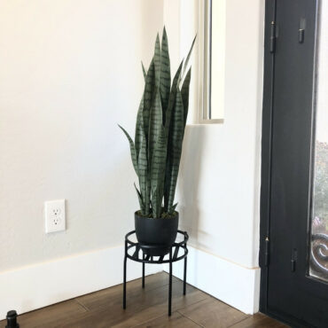Here is the Snake Plant Agave displayed in my entryway.  Stand not included.
